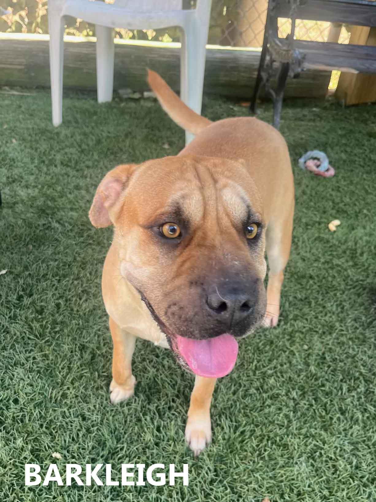 Enlarge Barkleigh, a Adoptable mixed breed in Washington, GA image 3/3