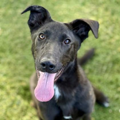 Enlarge Wilson, a ADOPTABLE mixed breed in Red Bluff, CA image 1/3