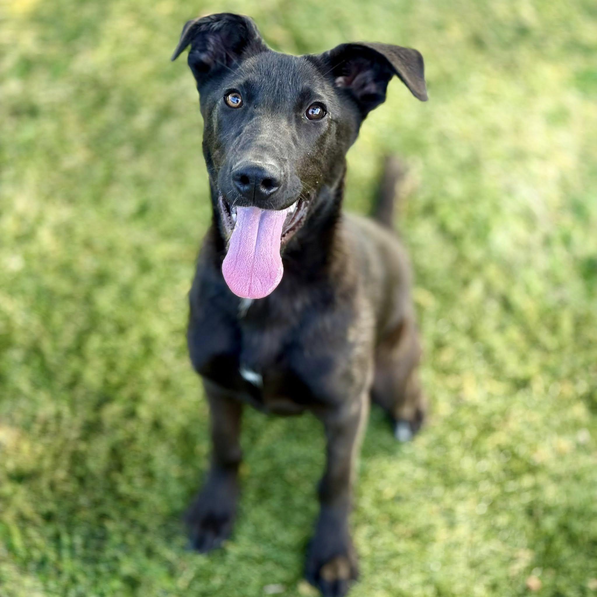 Enlarge Wilson, a ADOPTABLE mixed breed in Red Bluff, CA image 2/3