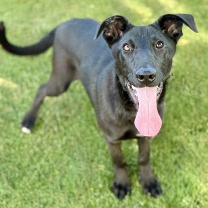 Enlarge Wilson, a ADOPTABLE mixed breed in Red Bluff, CA image 3/3