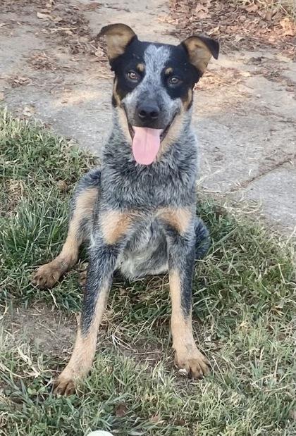 Enlarge Smokie, a Adopted Australian Cattle Dog / Blue Heeler in Glasgow, KY image 3/3