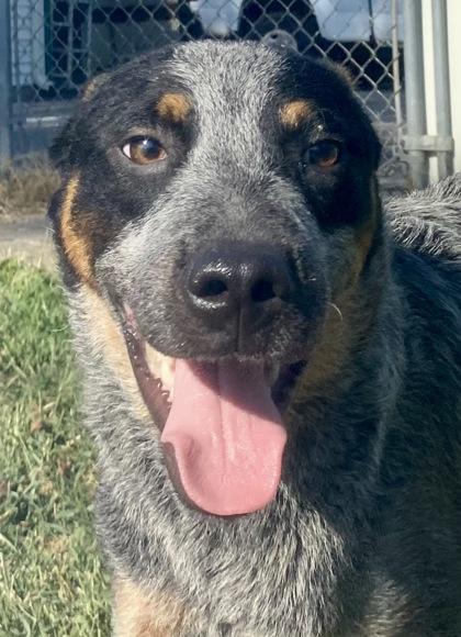 Enlarge Smokie, a Adopted Australian Cattle Dog / Blue Heeler in Glasgow, KY image 1/3