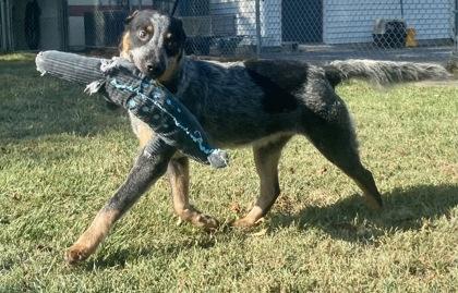 Enlarge Smokie, a Adopted Australian Cattle Dog / Blue Heeler in Glasgow, KY image 2/3