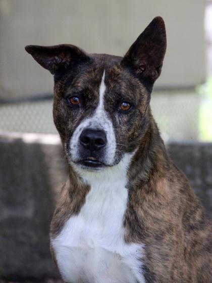 Thor — thumbnail 2