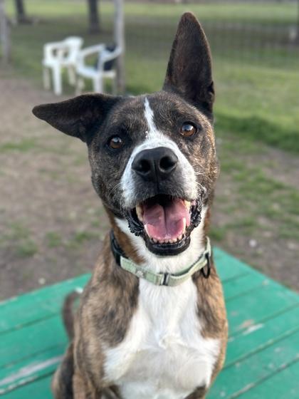 Thor — thumbnail 4