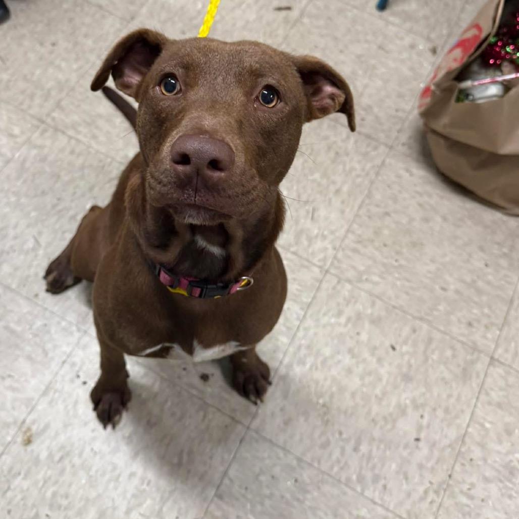 Cady, Adoptable, Young Female Labrador Retriever & Mixed Breed.