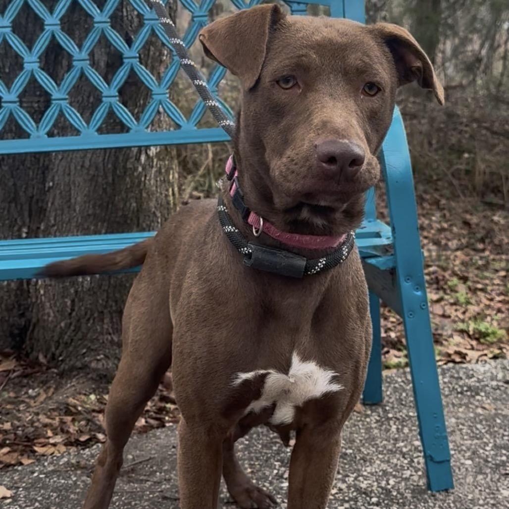 Cady, a Adoptable mixed breed in Monroeville, AL image 2/2