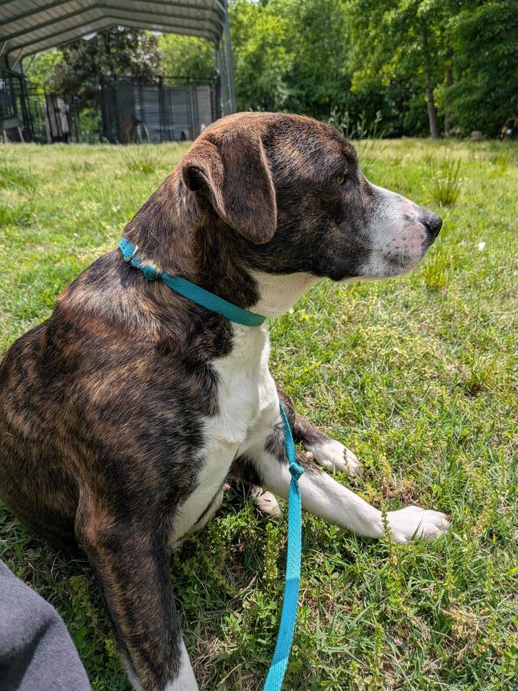 Tulip, Adoptable, Young Female Hound.