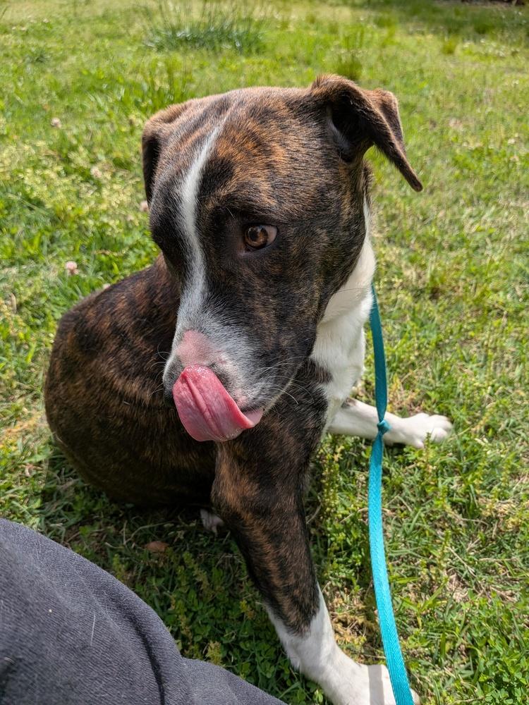 Enlarge Tulip, a Adoptable mixed breed in Statesville, NC image 2/4