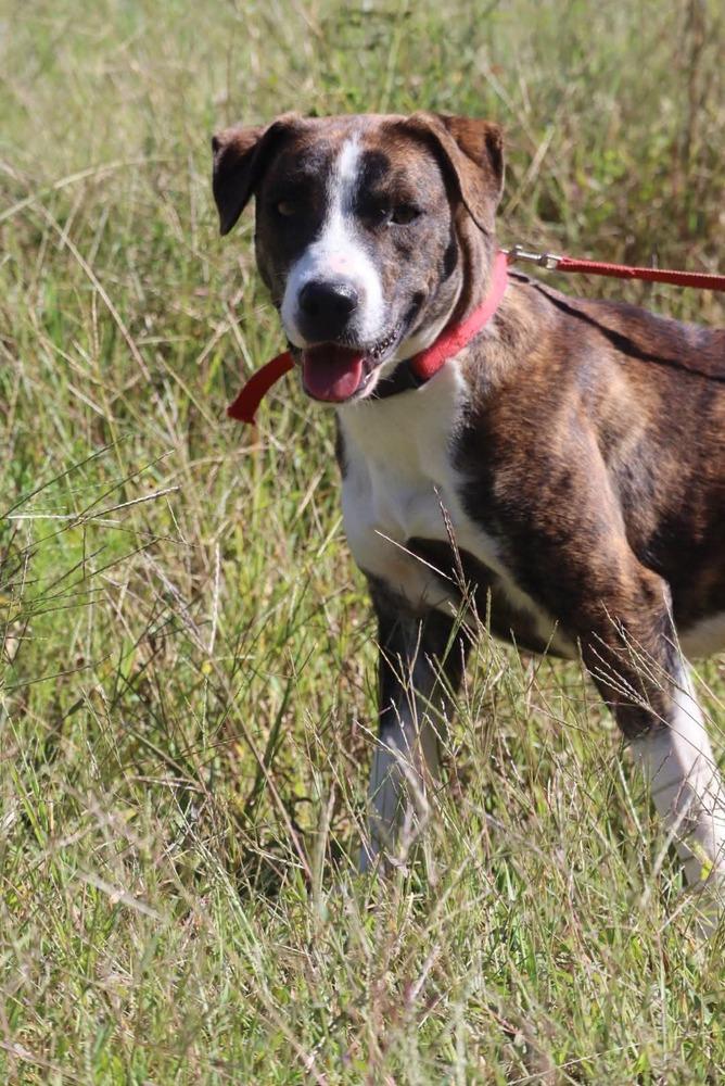 Enlarge Tulip, a Adoptable mixed breed in Statesville, NC image 3/6