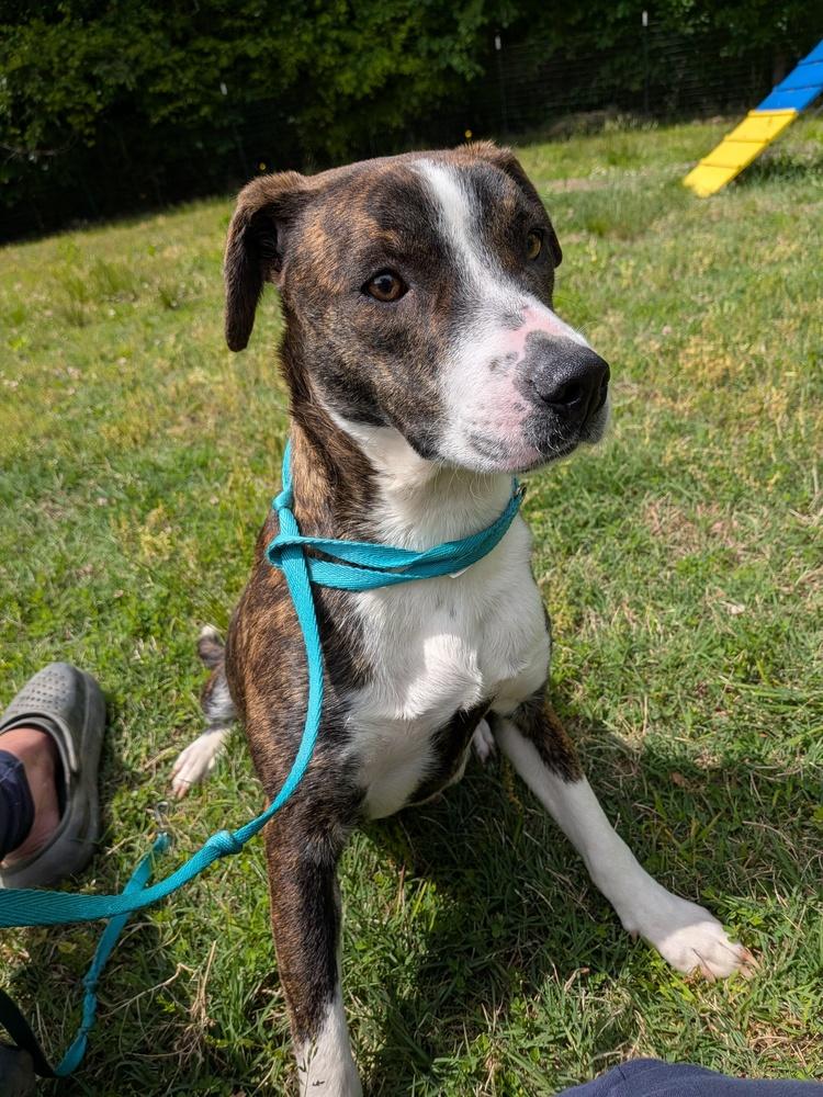 Enlarge Tulip, a Adoptable mixed breed in Statesville, NC image 3/4