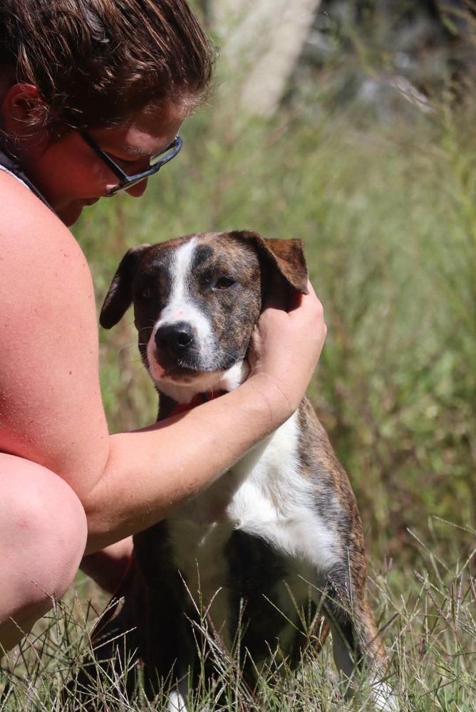 Enlarge Tulip, a Adoptable mixed breed in Statesville, NC image 5/6