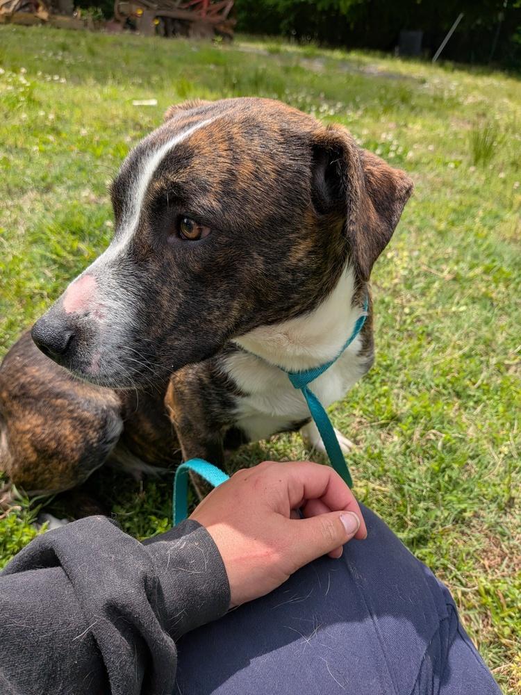 Enlarge Tulip, a Adoptable mixed breed in Statesville, NC image 4/4