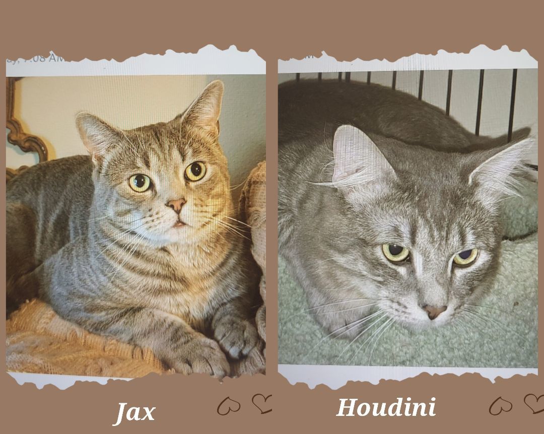 Jax & Houdini, an adoptable Domestic Short Hair in Selah, WA_image-1