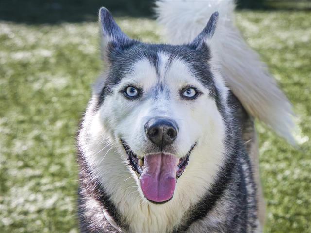 LOGAN, Adoptable, Adult Male Husky.