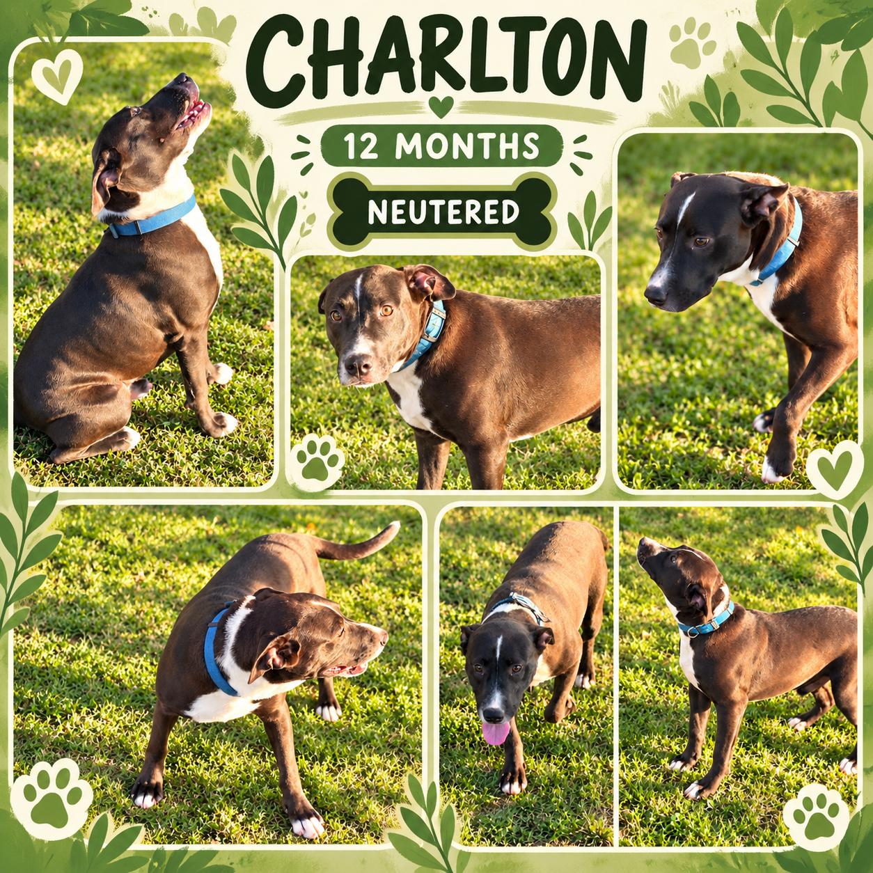 Charlton, Adoptable, Young Male Boxer & Labrador Retriever.