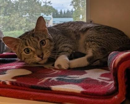 Enlarge Pipsqueak, a Adoptable mixed breed in Winchester, VA image 1/2