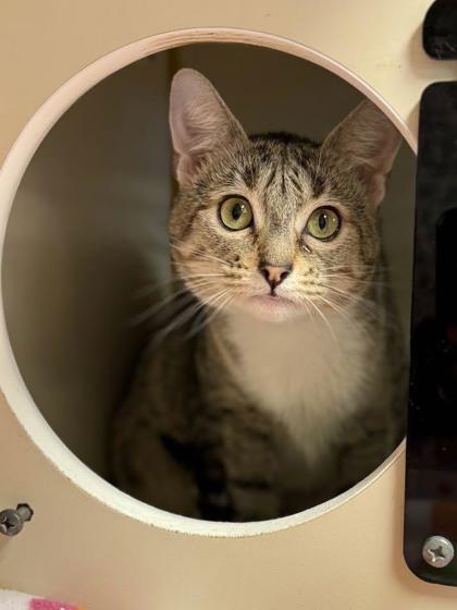 Enlarge Pipsqueak, a Adoptable mixed breed in Winchester, VA image 2/2