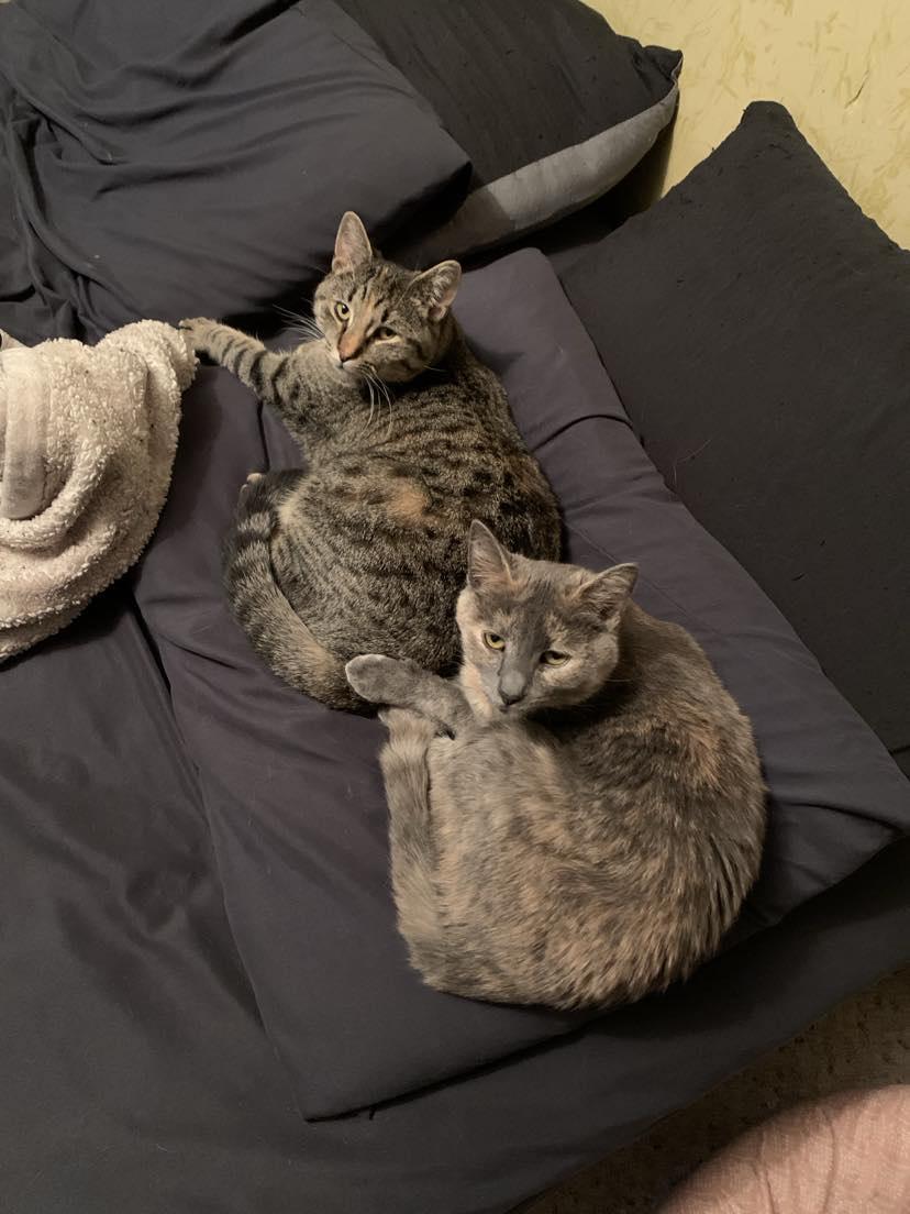 Violet and Hazel, Adoptable, Adult Female Domestic Short Hair.