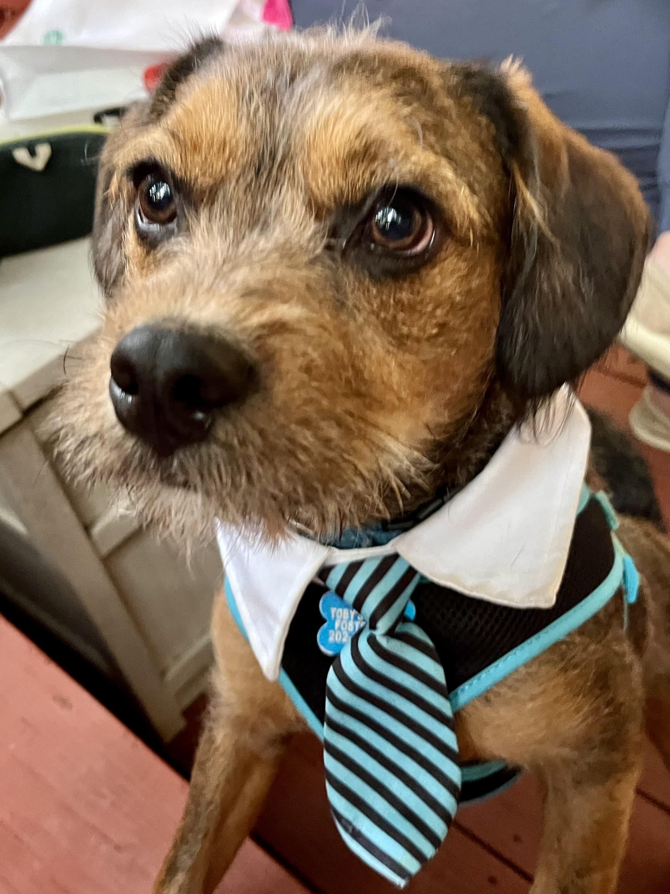 Enlarge Astro Beau, a Adoptable mixed breed in chevy chase, MD image 2/6