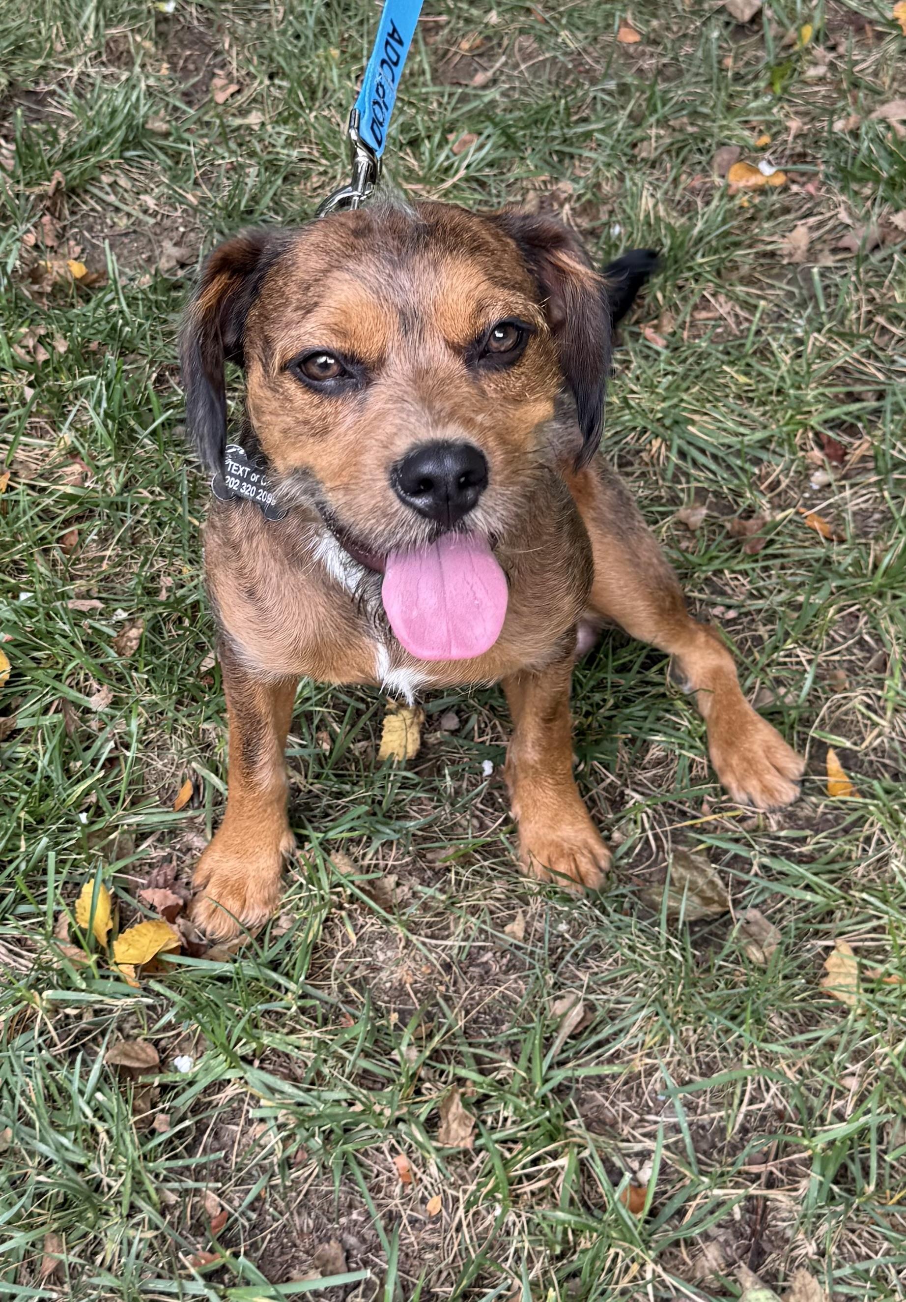 Enlarge Astro Beau, a Adoptable mixed breed in chevy chase, MD image 5/6