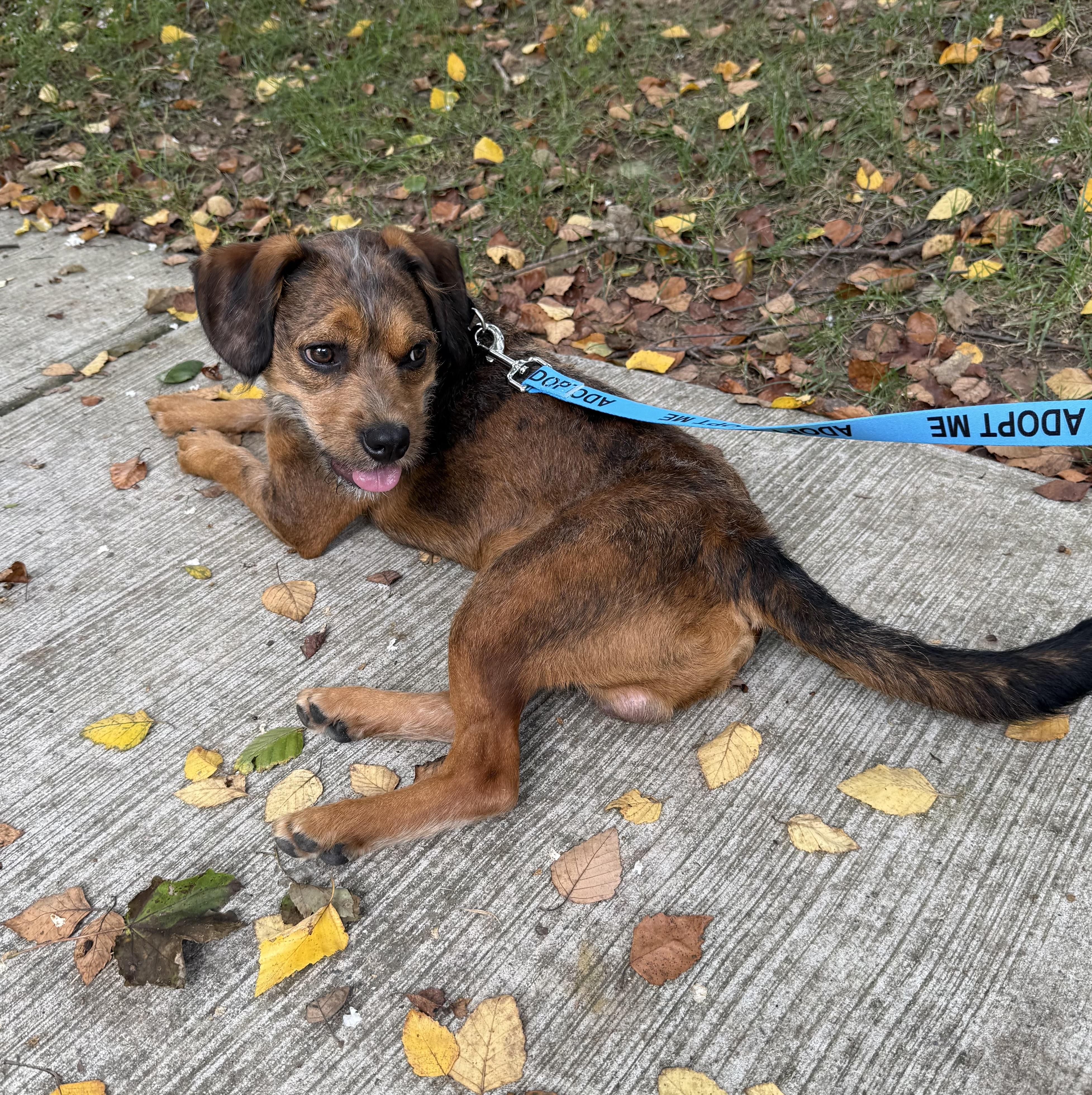 Enlarge Astro Beau, a Adoptable mixed breed in chevy chase, MD image 3/6