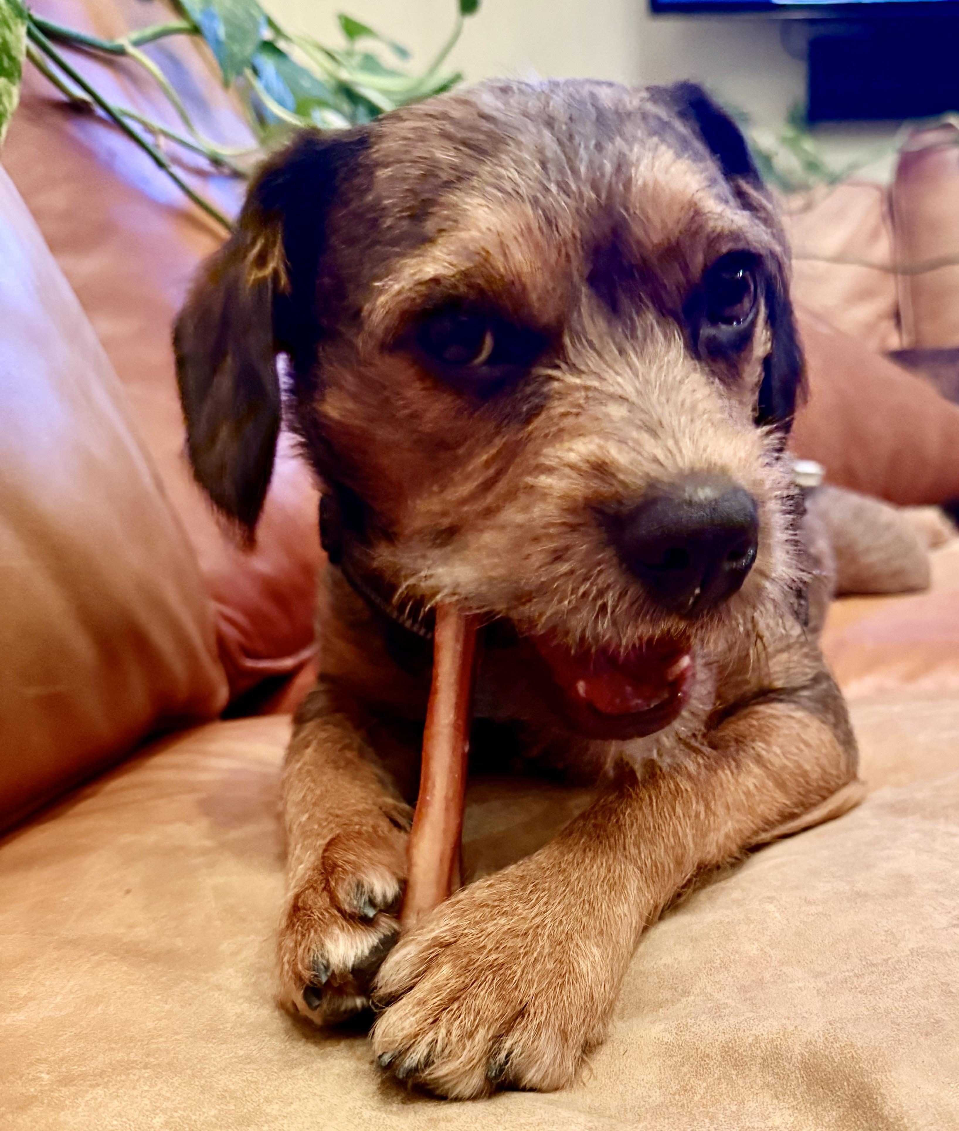 Astro Beau, Adoptable, Young Male Border Terrier.
