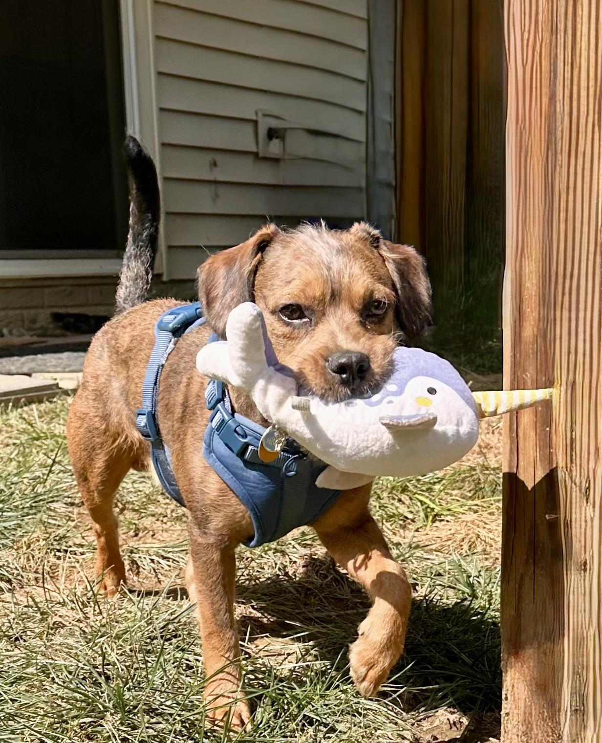 Enlarge Astro Beau, a Adoptable mixed breed in chevy chase, MD image 4/6