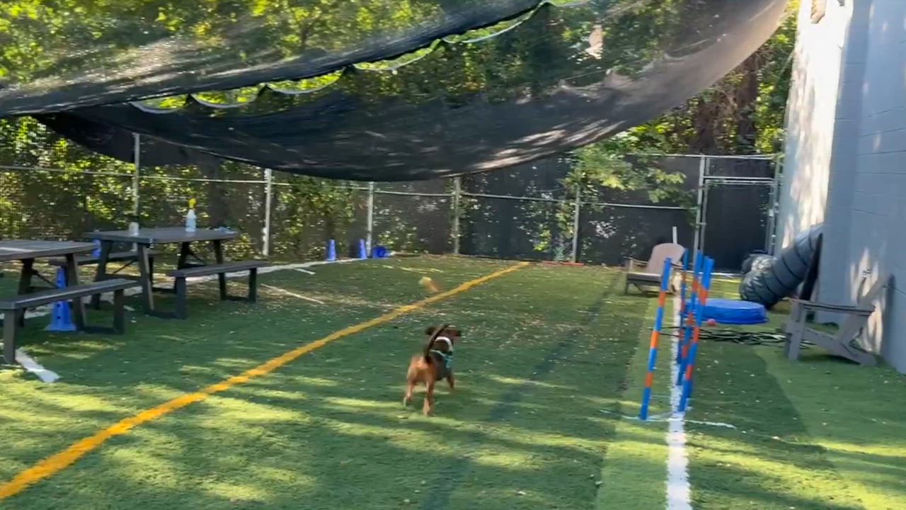 Enlarge Astro Beau, a Adoptable mixed breed in chevy chase, MD video 6/6