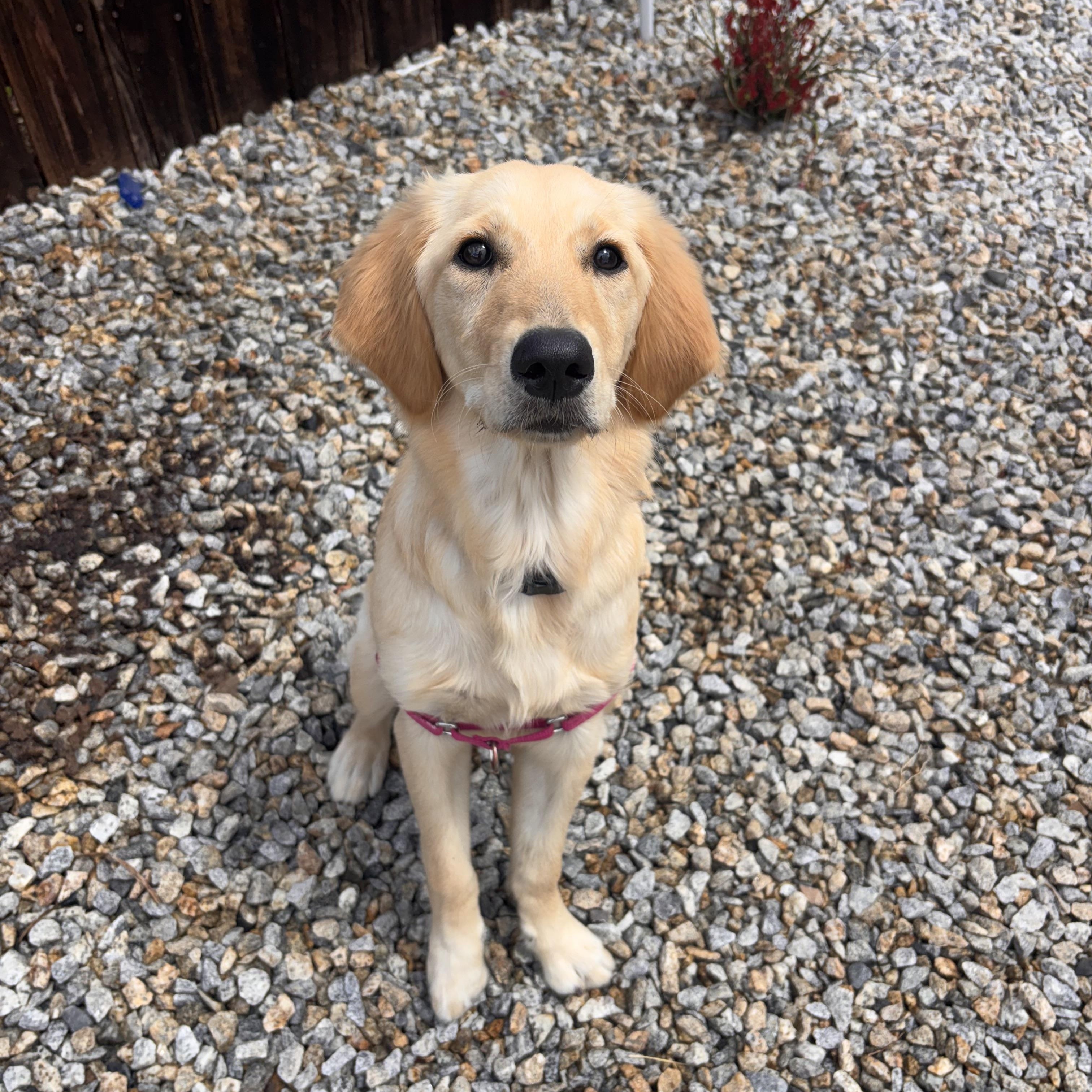 Ruby, an adopted Golden Retriever in Corona, CA image 1/2