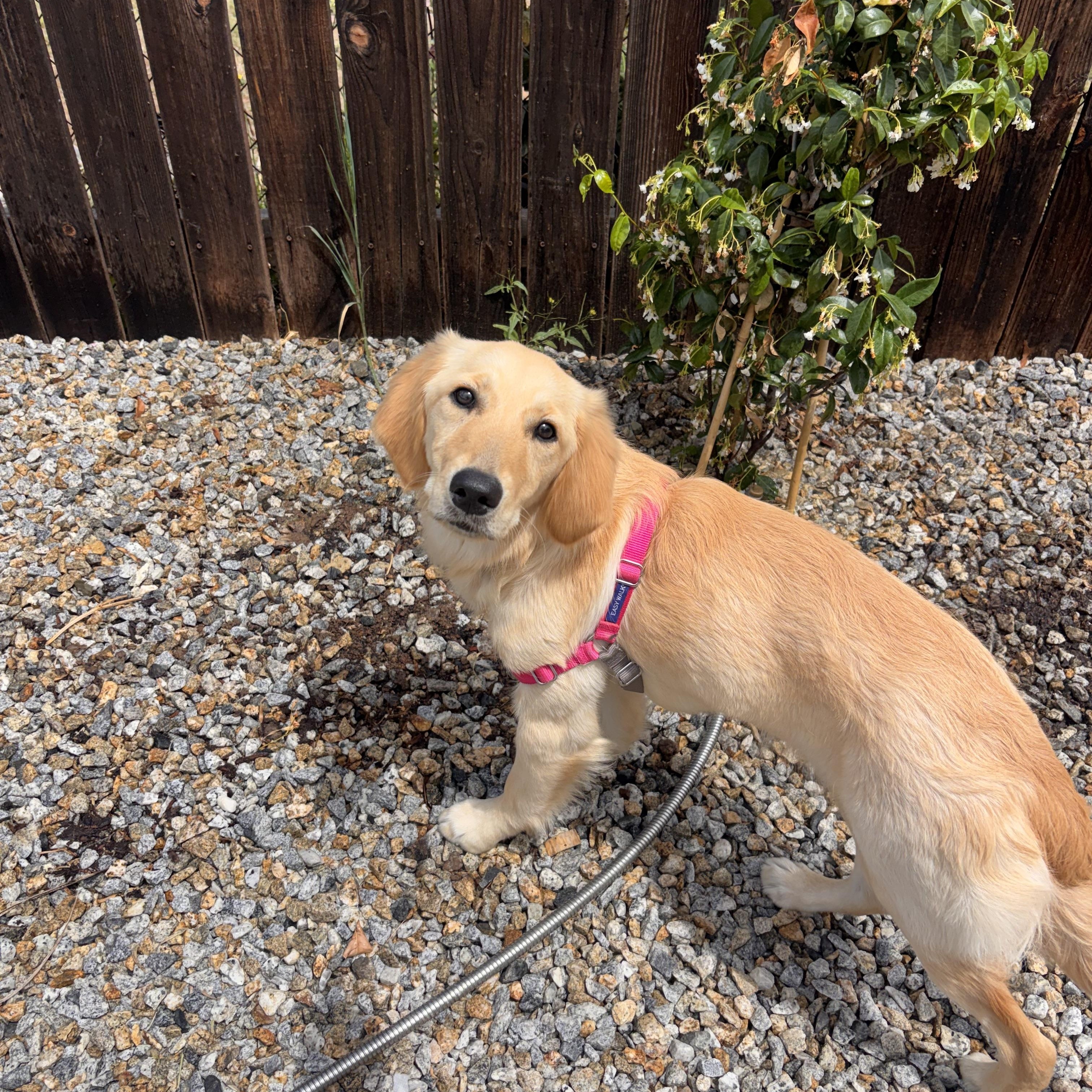 Ruby, an adopted Golden Retriever in Corona, CA image 2/2