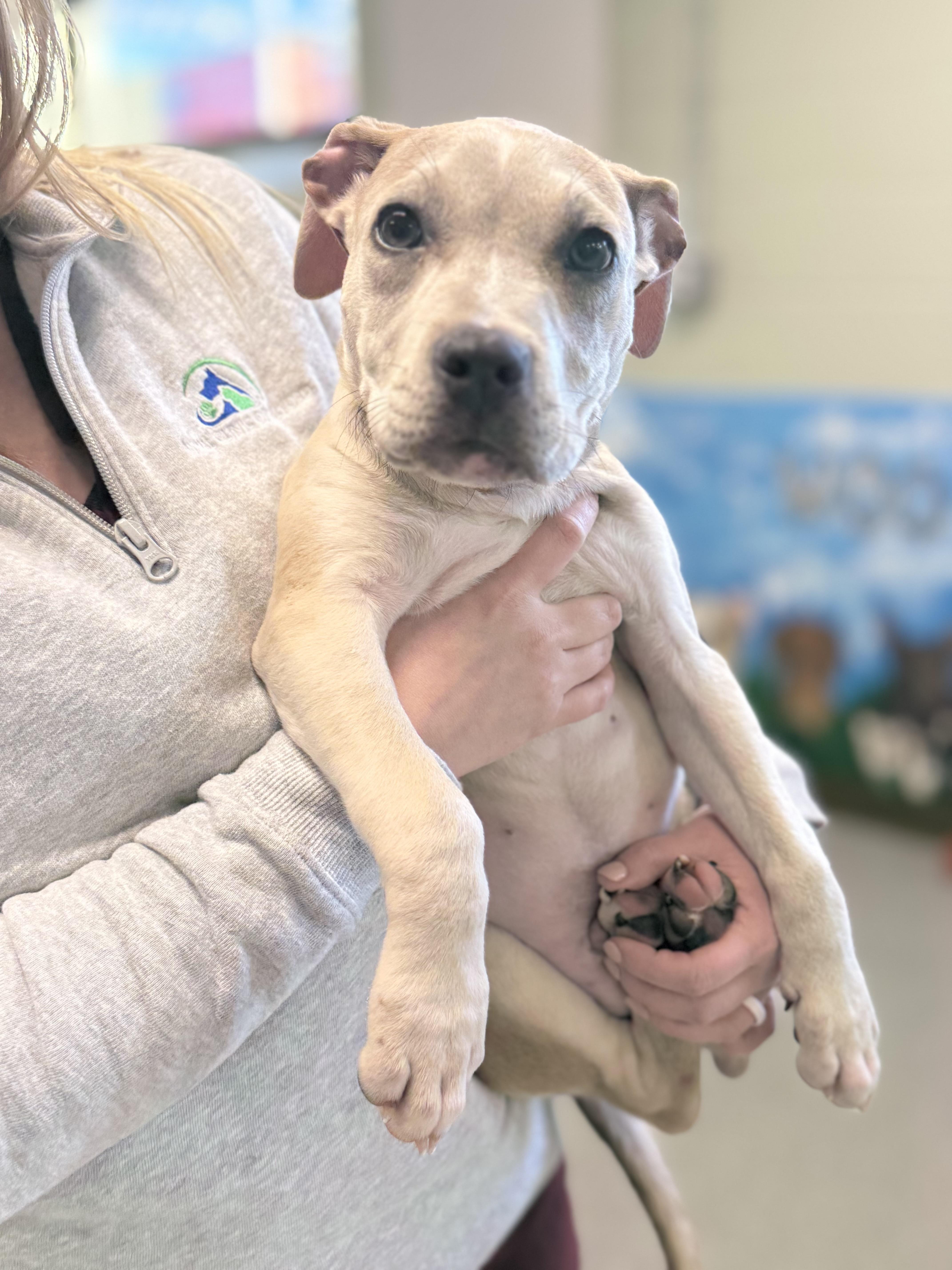 Niko, Adopted, Puppy Male Pit Bull Terrier.