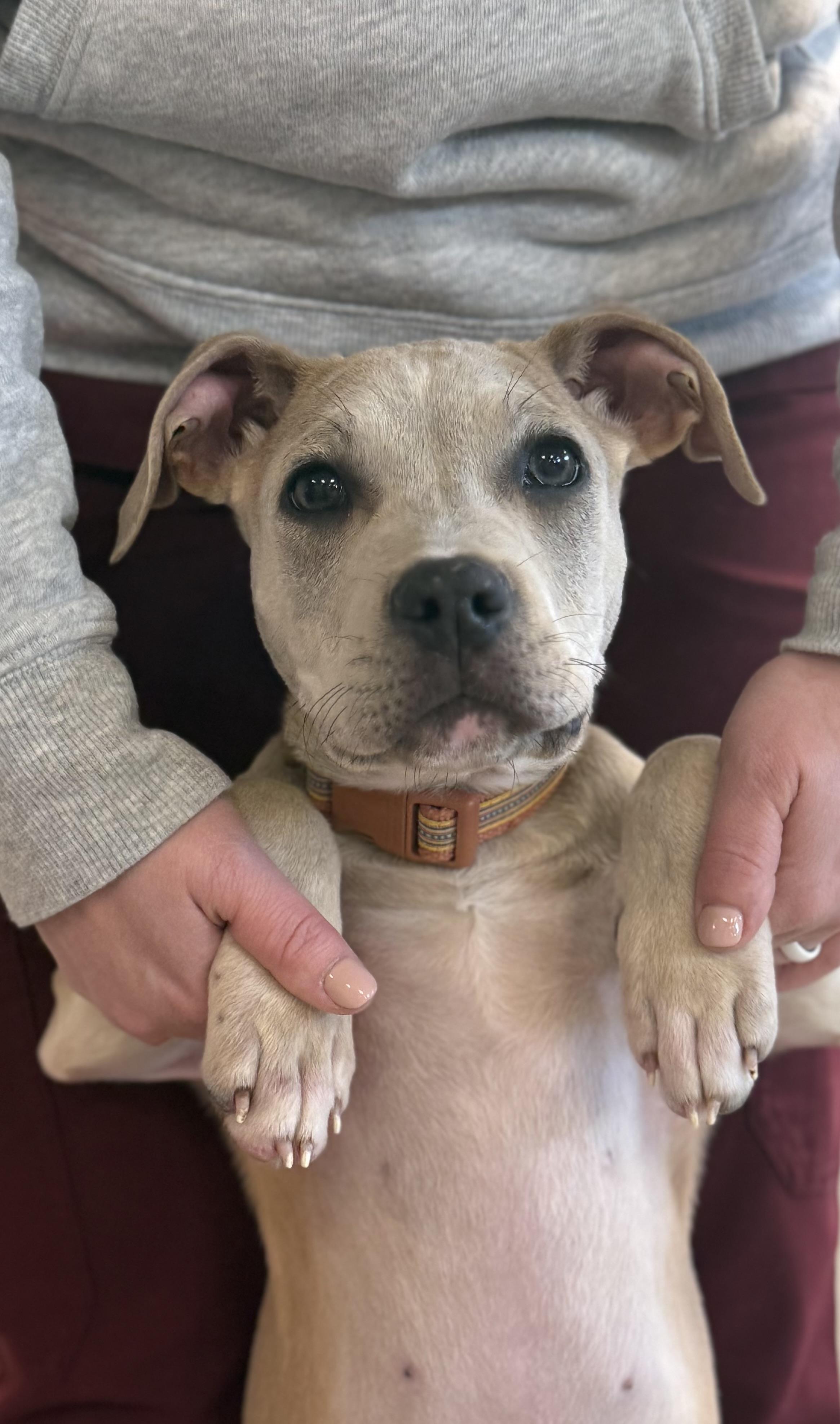 Enlarge Niko, a Adopted mixed breed in Milford, CT image 3/3