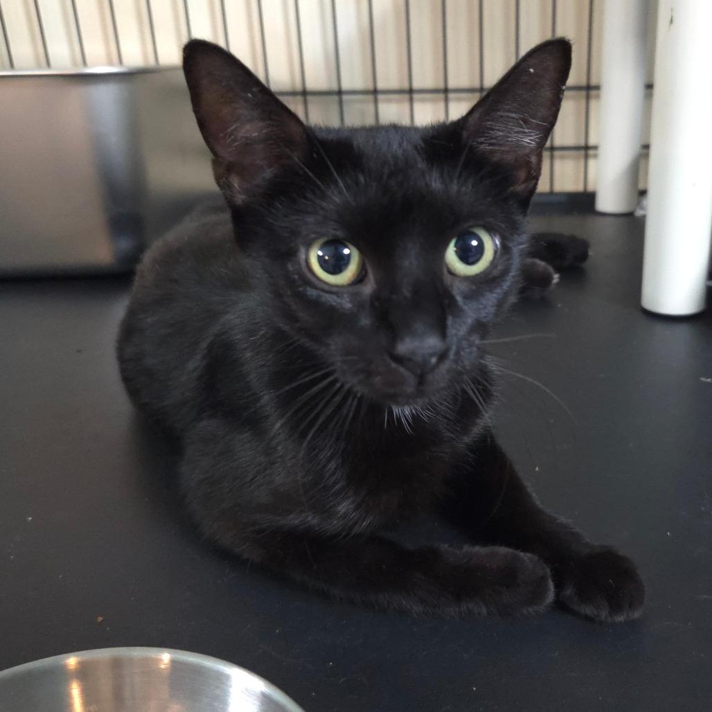 Willow, Adoptable, Adult Female Domestic Short Hair.