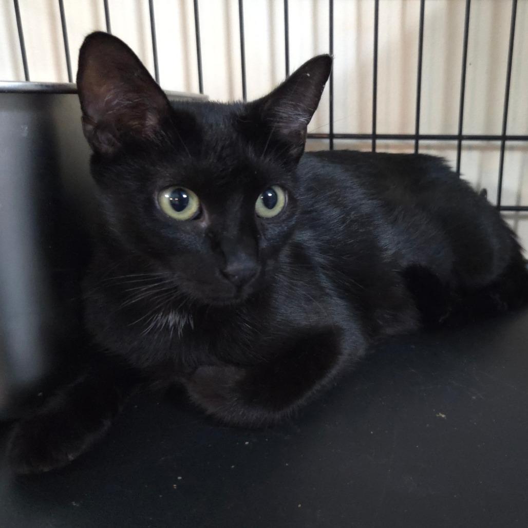 Enlarge Willow, a Adoptable Domestic Short Hair in Jessup, MD image 2/2