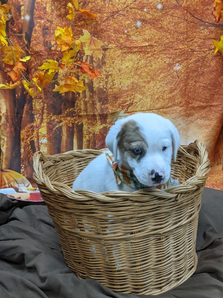 Enlarge B-Dawg, a Adoptable mixed breed in Bryant, AR image 2/5