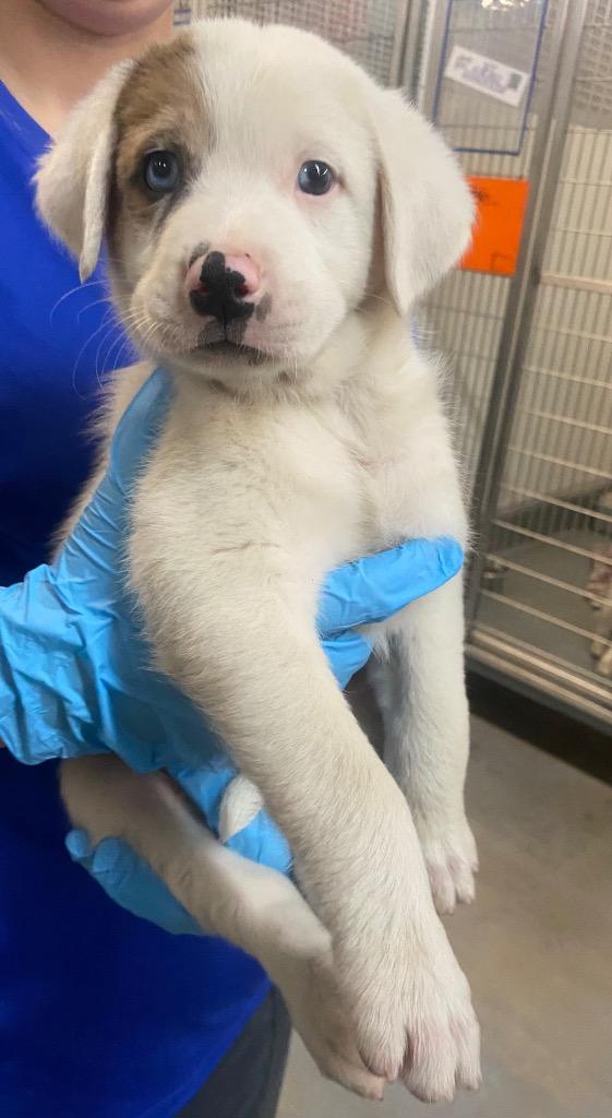 Enlarge B-Dawg, a Adoptable mixed breed in Bryant, AR image 3/5