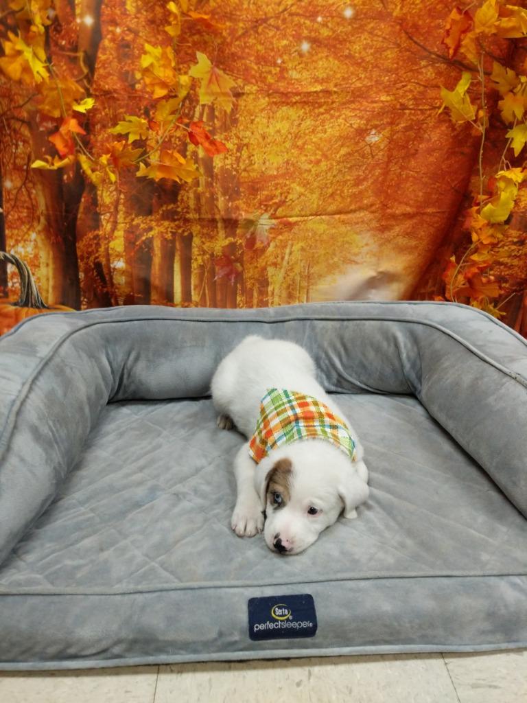 Enlarge B-Dawg, a Adoptable mixed breed in Bryant, AR image 5/5