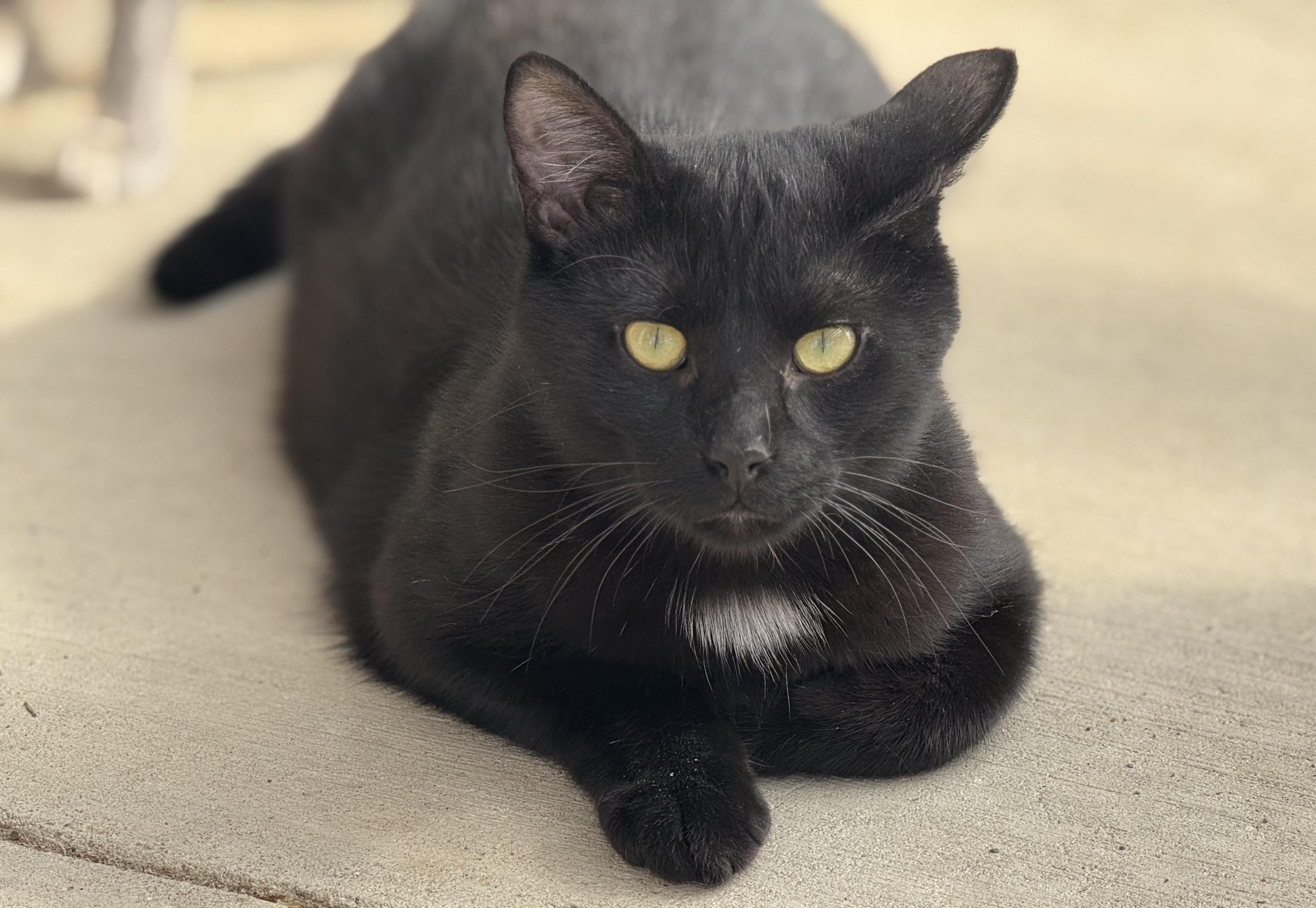 Felix, an adopted Tabby in Pierre, SD_image-1