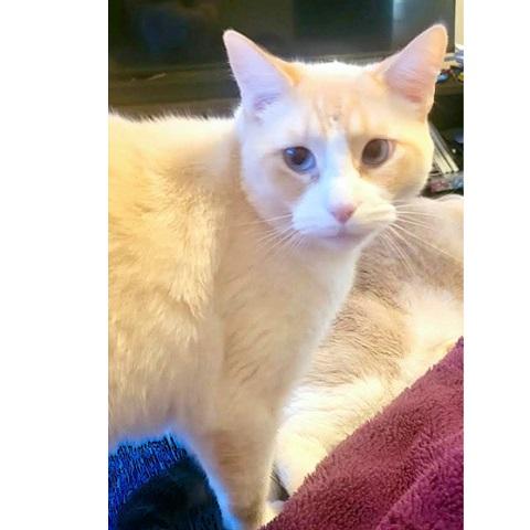 Marshmellow, adoptable, Adult Male Siamese.
