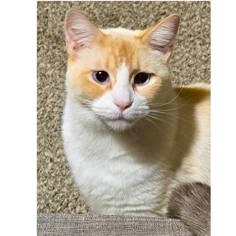 Marshmellow, an adoptable Siamese in Salt Lake City, UT image 2/2