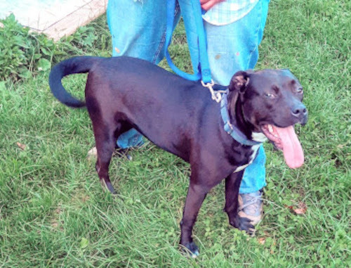 Madysen, Adult Female Labrador Retriever