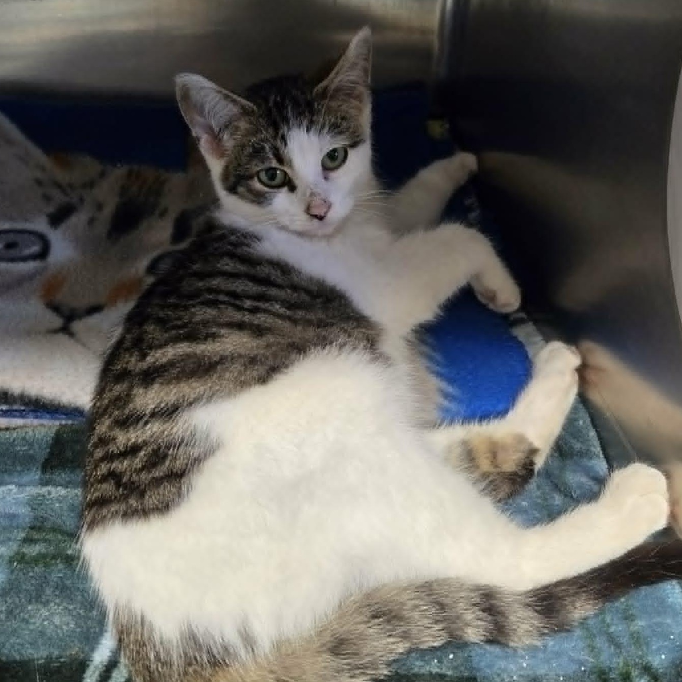 Scrabble, Adoptable, Kitten Male Domestic Short Hair.