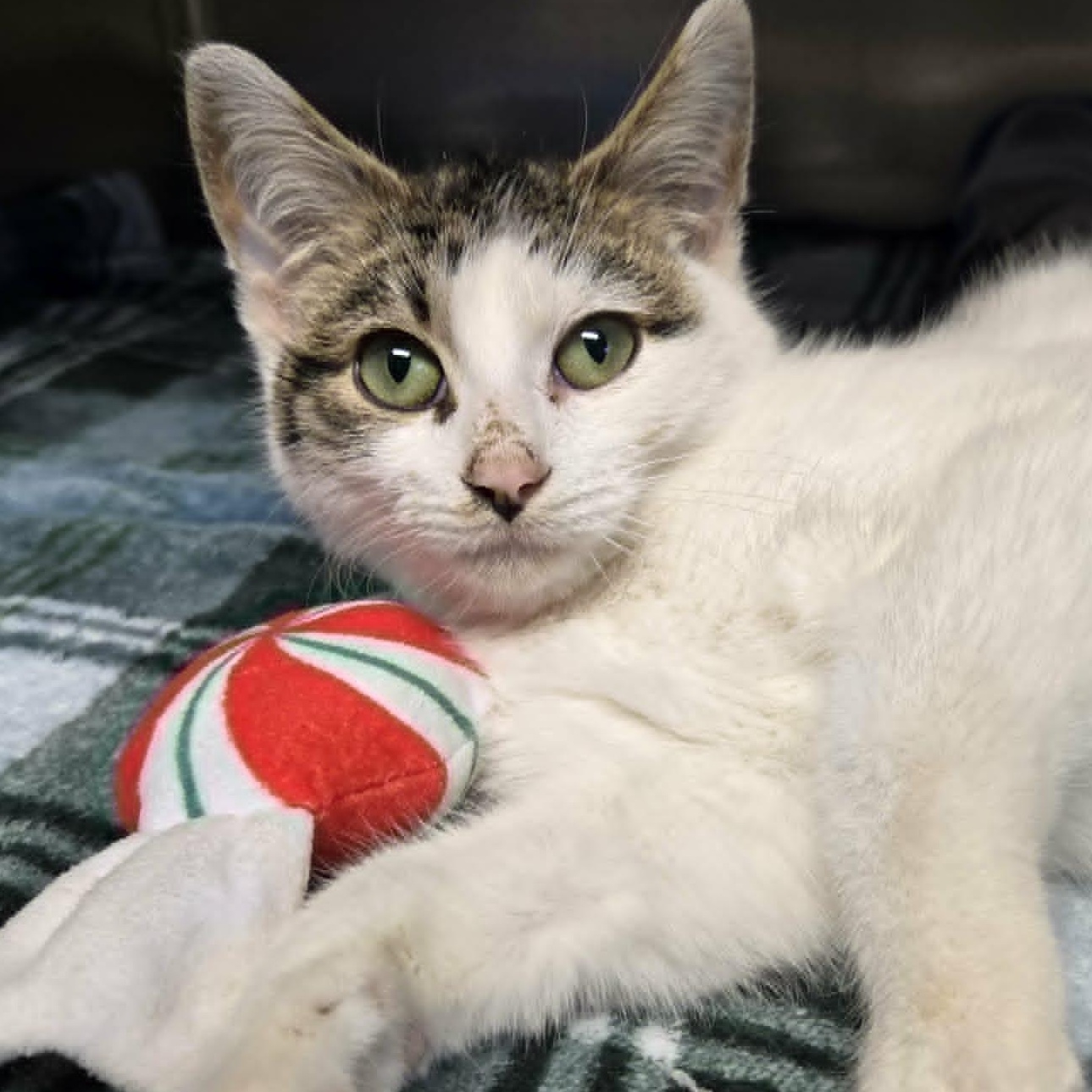 Enlarge Scrabble, a Adoptable Domestic Short Hair in Watertown, WI image 2/2