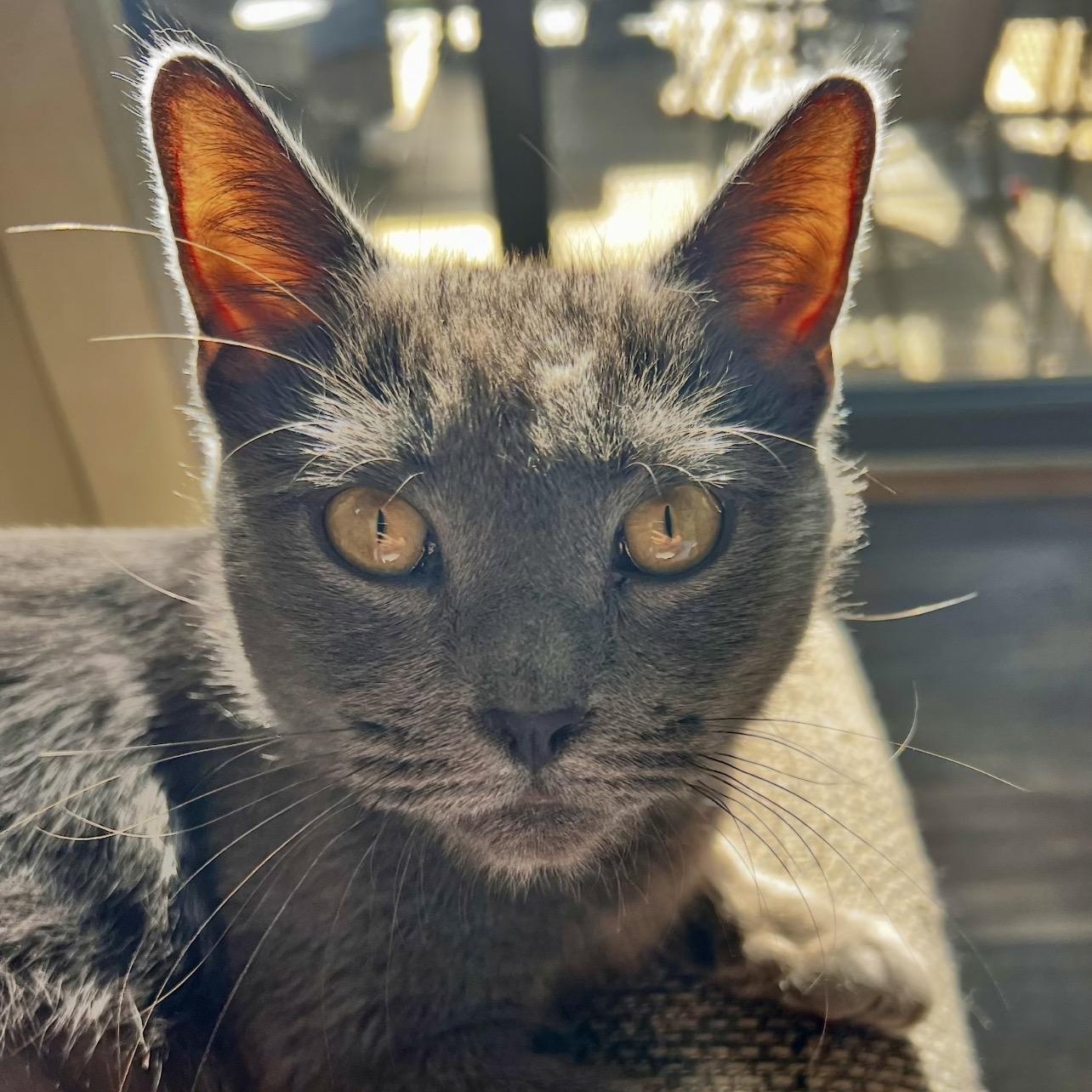 Enlarge Champagne, a Adoptable mixed breed in Griswold, CT image 2/6