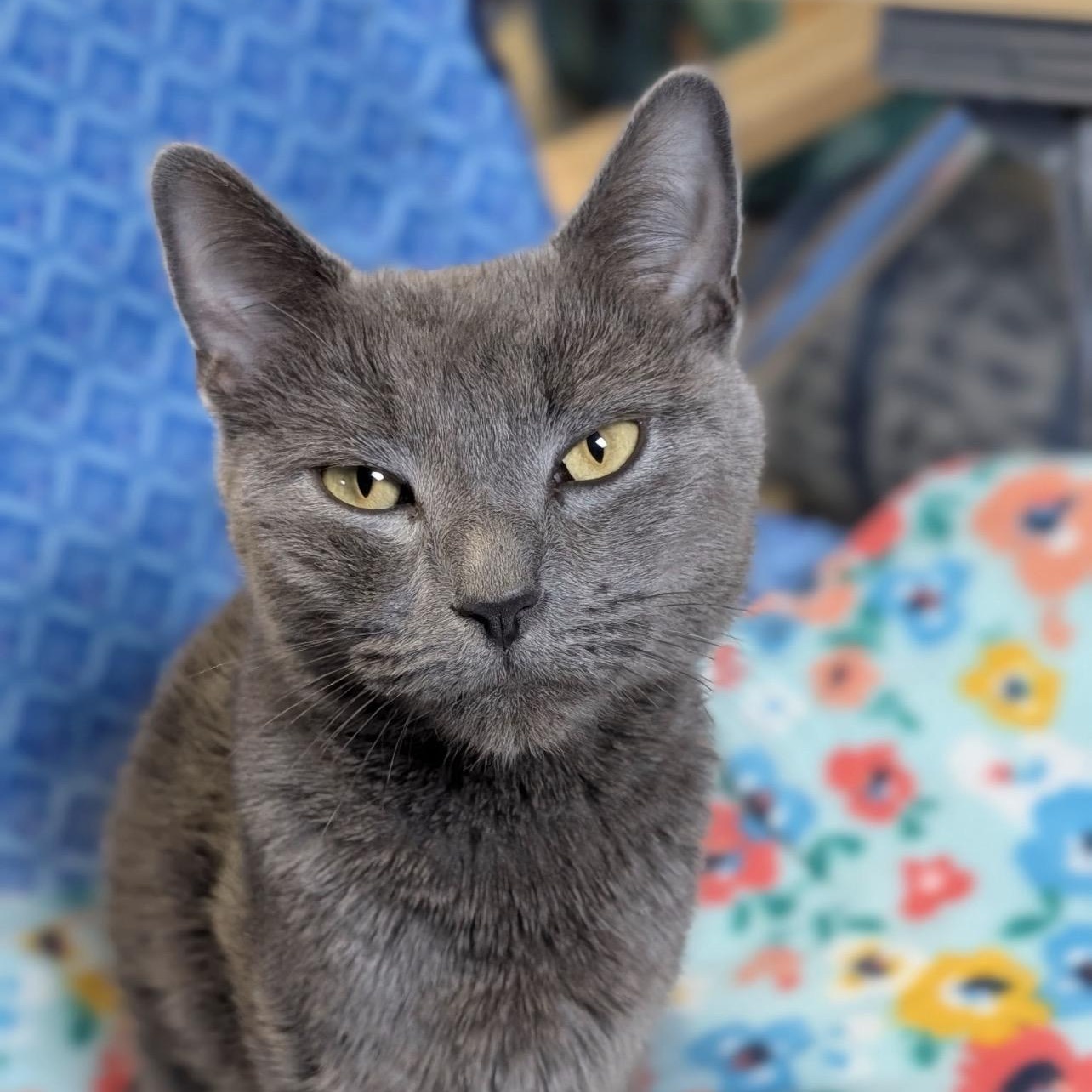 Champagne, Adoptable, Adult Female American Shorthair.
