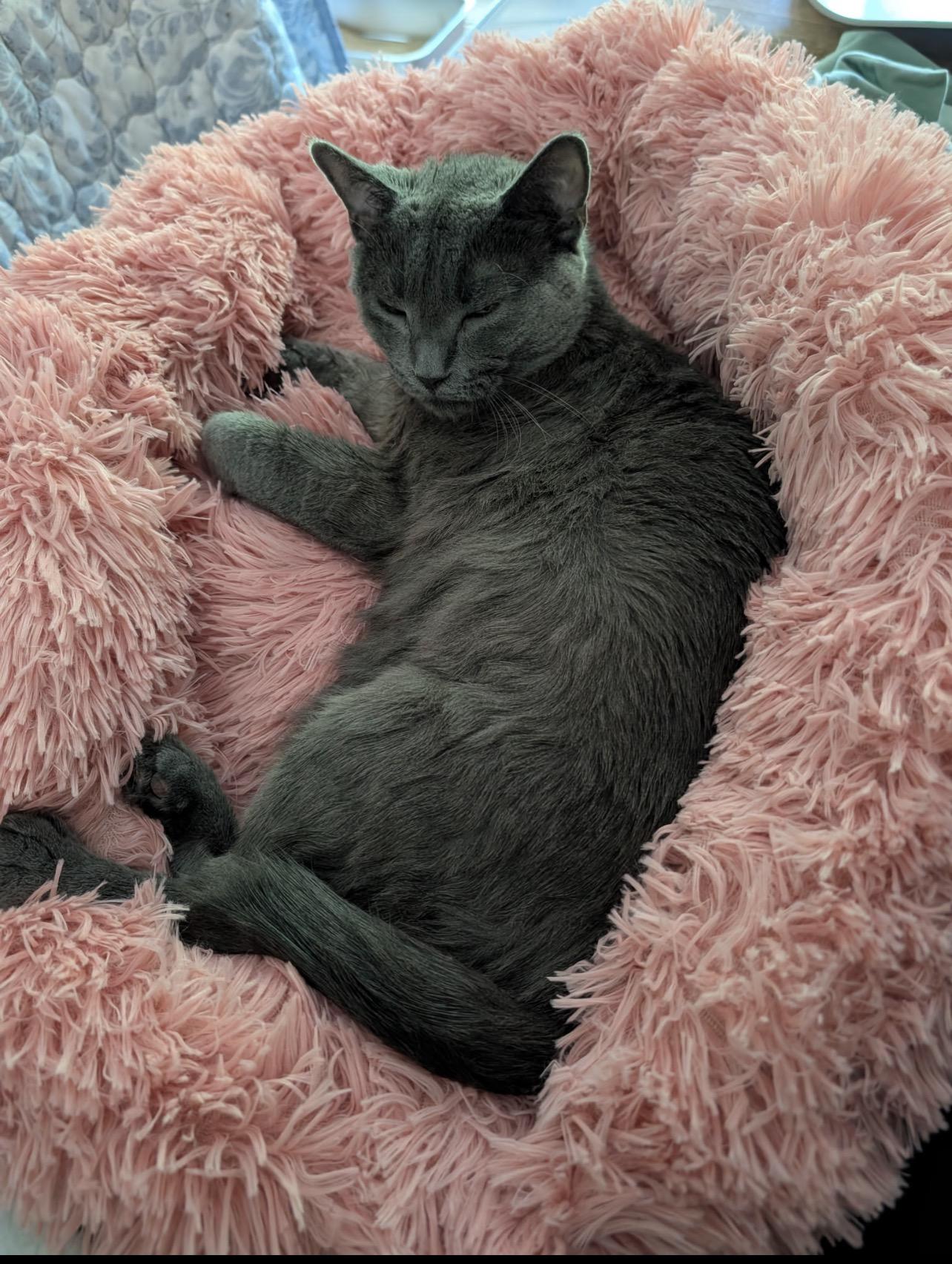 Enlarge Champagne, a Adoptable mixed breed in Griswold, CT image 4/6