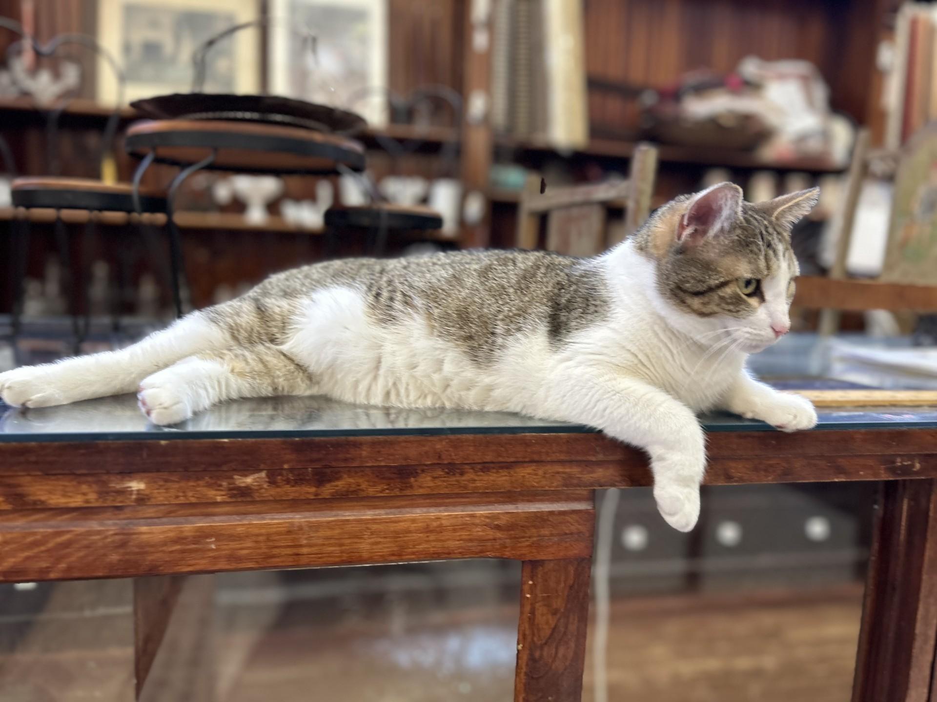 Vivian, Adoptable, Adult Female Domestic Short Hair.