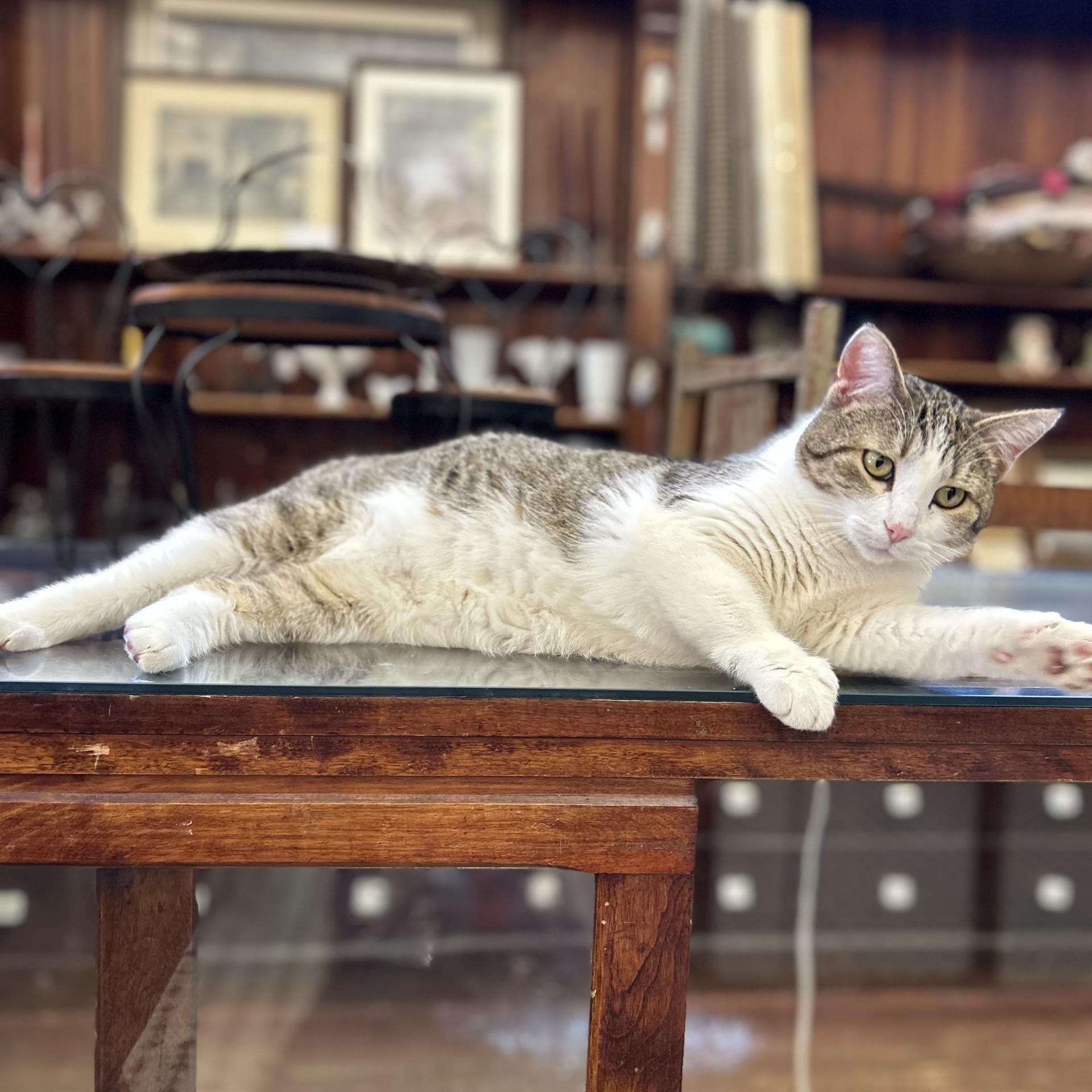 Vivian, a Adoptable Domestic Short Hair in Springdale, AR image 2/3