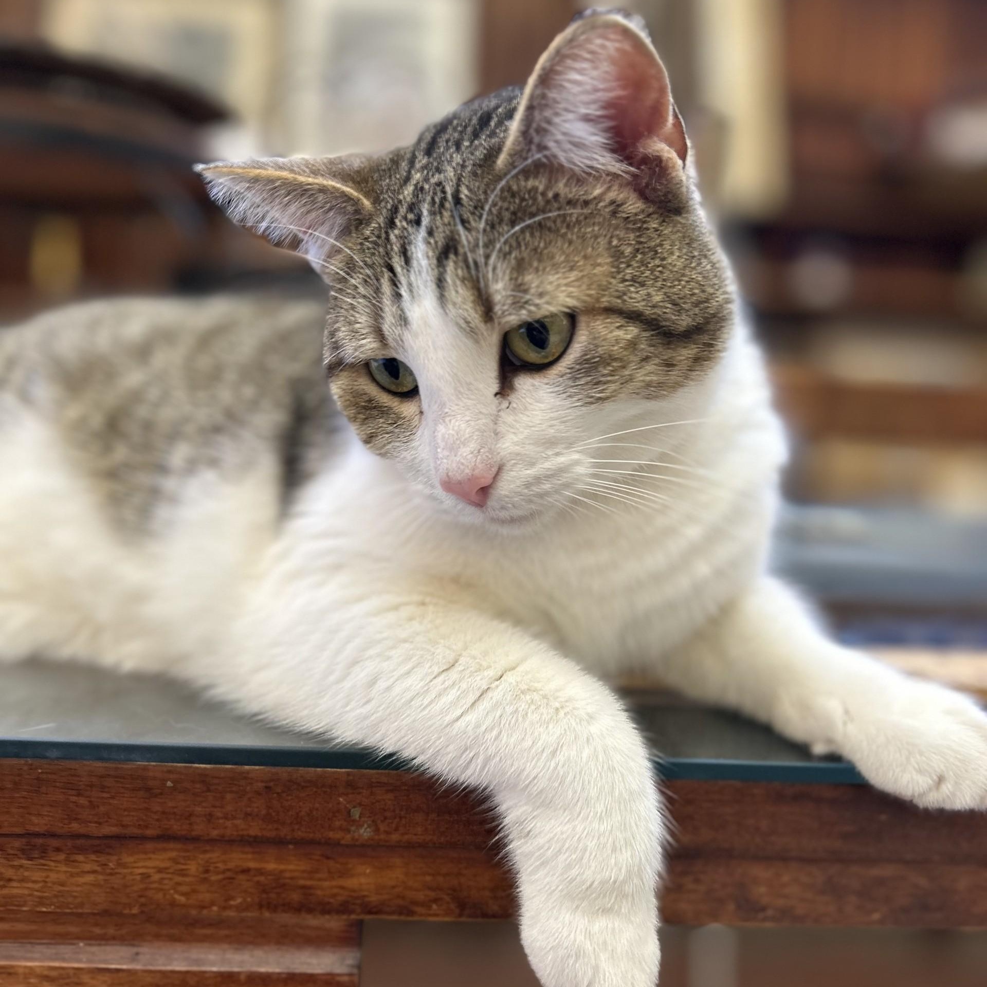 Vivian, a Adoptable Domestic Short Hair in Springdale, AR image 3/3